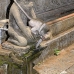 monkey_macaque_balinese_mf_ubud_v_1033_bal4749.jpg